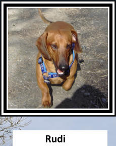 Rudi